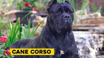 15 Most Illegal Dog Breeds In The World