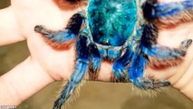 15 Most Dangerous Spiders in The World