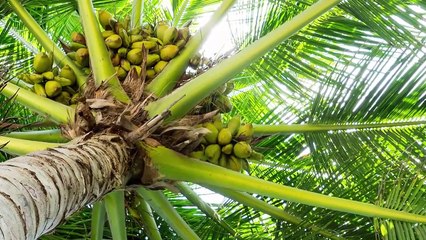 15 Most Dangerous Trees You Should Never Touch