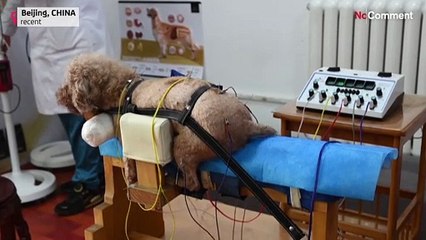 Акупунктура для животных в Китае