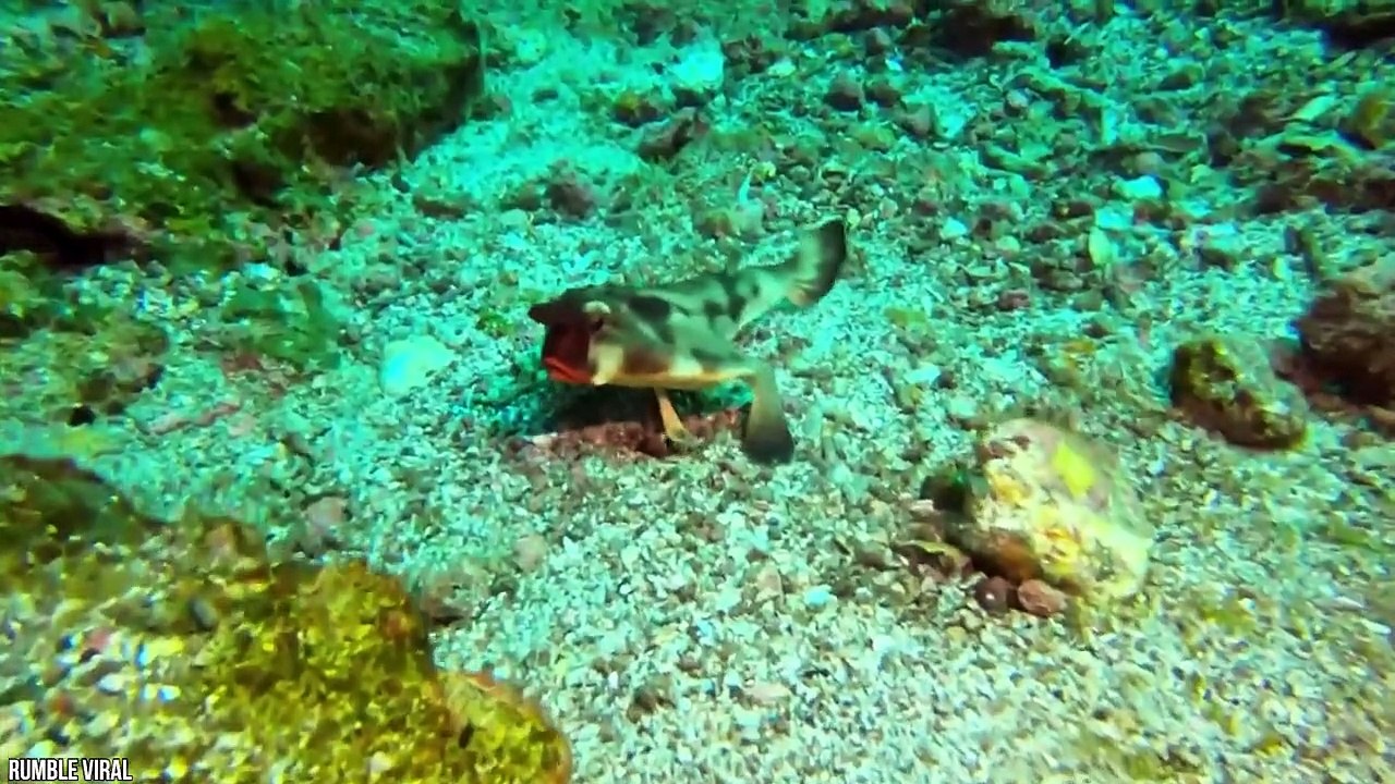 15 Strangest Creatures That Are Hard To Believe Are Real