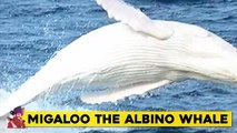 15 Whales You Won’t Believe Actually Exist