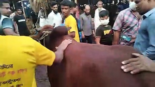Cow price in Bangladesh Chittagong