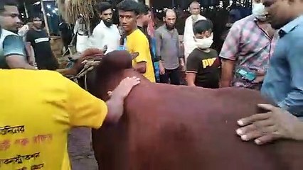 Cow price in Bangladesh Chittagong