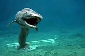 Frilled shark