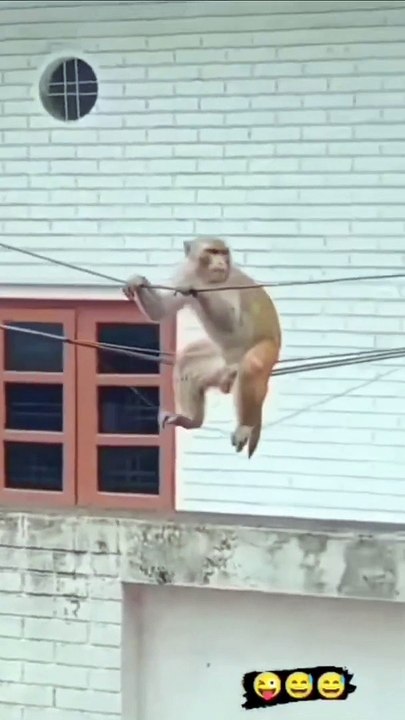 monkey #short #shortsvideo #shorts #shortvideo