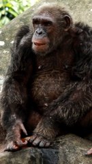 chimpanzee eating ice-cream