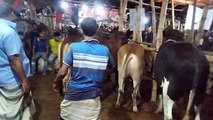 My First Cow Vlogs | শাহীওয়াল এবং দেশাল ও অন্যান্যা গরুর দাম এবং ওজন জানুন