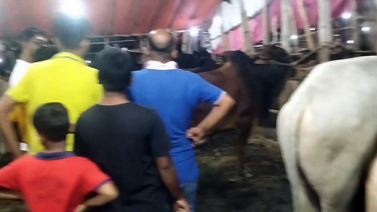 My First Cow Vlogs | Shahiwal With Dashi Cow Price