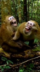 angry Monkey  #short #youtubeshorts #shorts