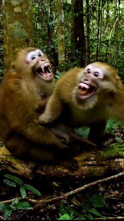 angry Monkey  #short #youtubeshorts #shorts