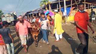 My First Cow Vlogs, Cattle market price 2022,  bhai gorur dam koto 2022,cow price 2022,