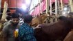 My First Cow Vlogs, gorur dam 2022,katto mal rates