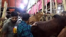 My First Cow Vlogs, gorur dam 2022,katto mal rates