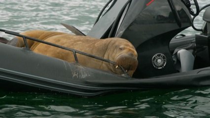 Norvège : le morse Freya, vedette du fjord d’Oslo, euthanasié