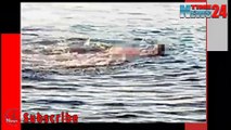 Horrific | Austrian woman Killed by shark in Sharm El Sheikh beach of Egypt