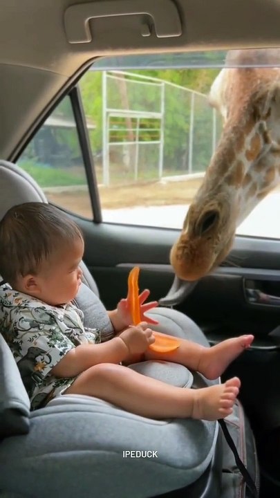 Giraffe Snags Snack From Baby