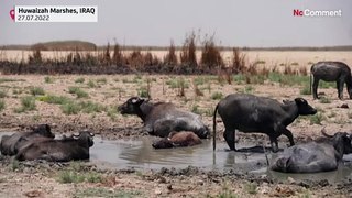 Drought ravages Iraq's southern marshes