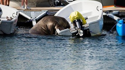 Güneşlenmek için teknelere tırmanan Freya isimli deniz aygırı, insanlara tehlike oluşturduğu gerekçesiyle öldürüldü