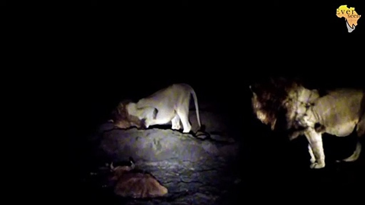 MATIMBA Male lion catching a baby buffalo, Legends of Africa