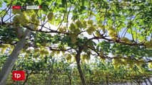 Uva, el producto estrella de Saipina que llega a todo el país