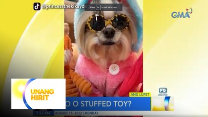 Ang lupet! Aso o stuffed toy? Alamin kasama ang UH Barkada! | Unang Hirit