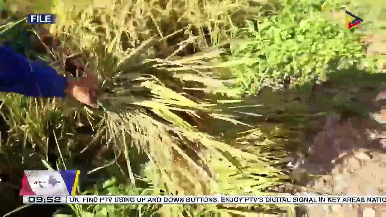 Pamahalaan, pinag-aaralang bumili ng murang fertilizers sa ibang bansa