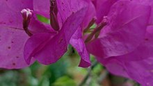pink confetti