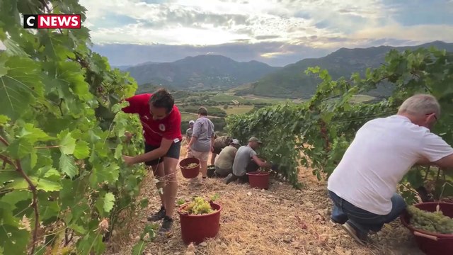Vendanges précoces en Haute-Corse