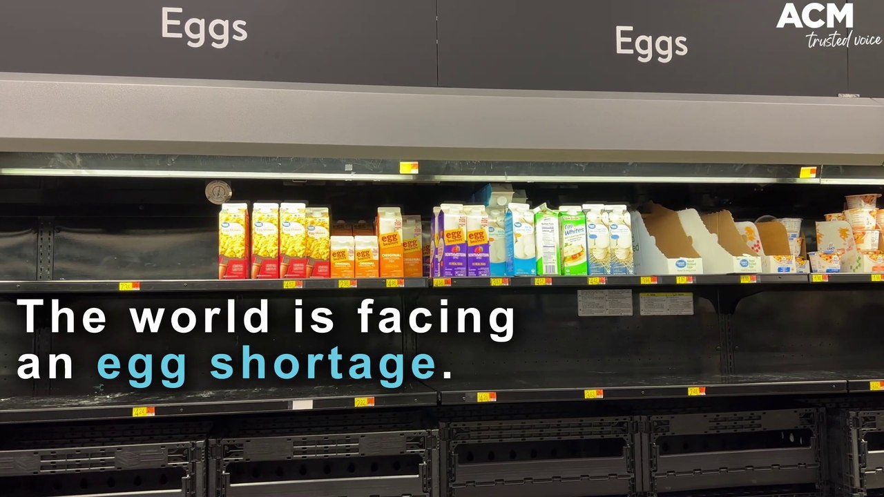 Backyard chook eggs could be at higher risk of lead contamination | August 15, 2022 | ACM