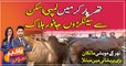 Hundreds of animals died by lumpy skin In Tharparkar