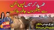 Hundreds of animals died by lumpy skin In Tharparkar