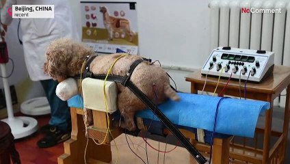 Akupunktur für Haustiere - in China keine Seltenheit