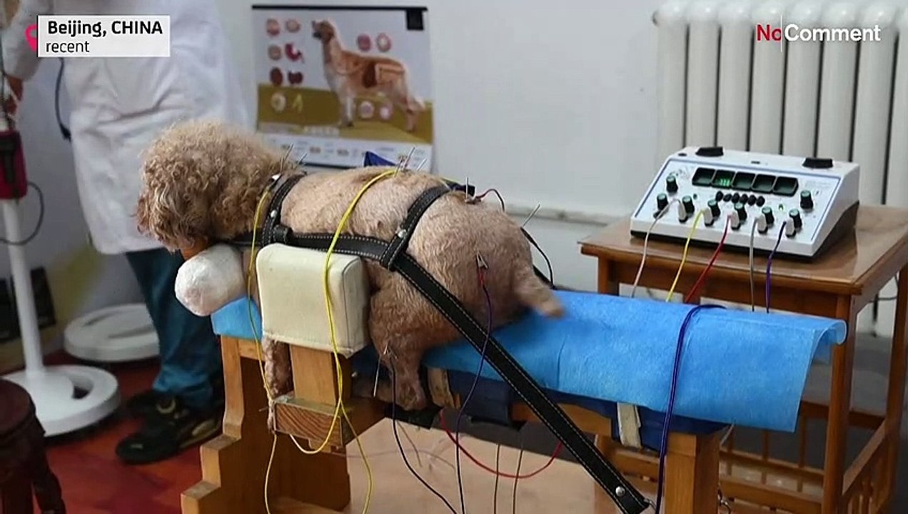 Akupunktur für Haustiere - in China keine Seltenheit