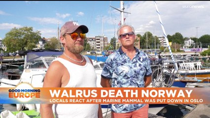 Freya the walrus: Mischievous boat-sinker euthanised in Norway