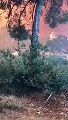 Yangının ortasında kalan hayvanların çığlıkları yürek burktu!