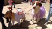 Decenas de perros en La Paz reciben la bendición de San Roque acompañados de sus dueños