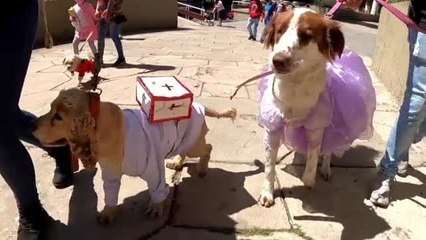 Download Video: Decenas de perros en La Paz reciben la bendición de San Roque acompañados de sus dueños