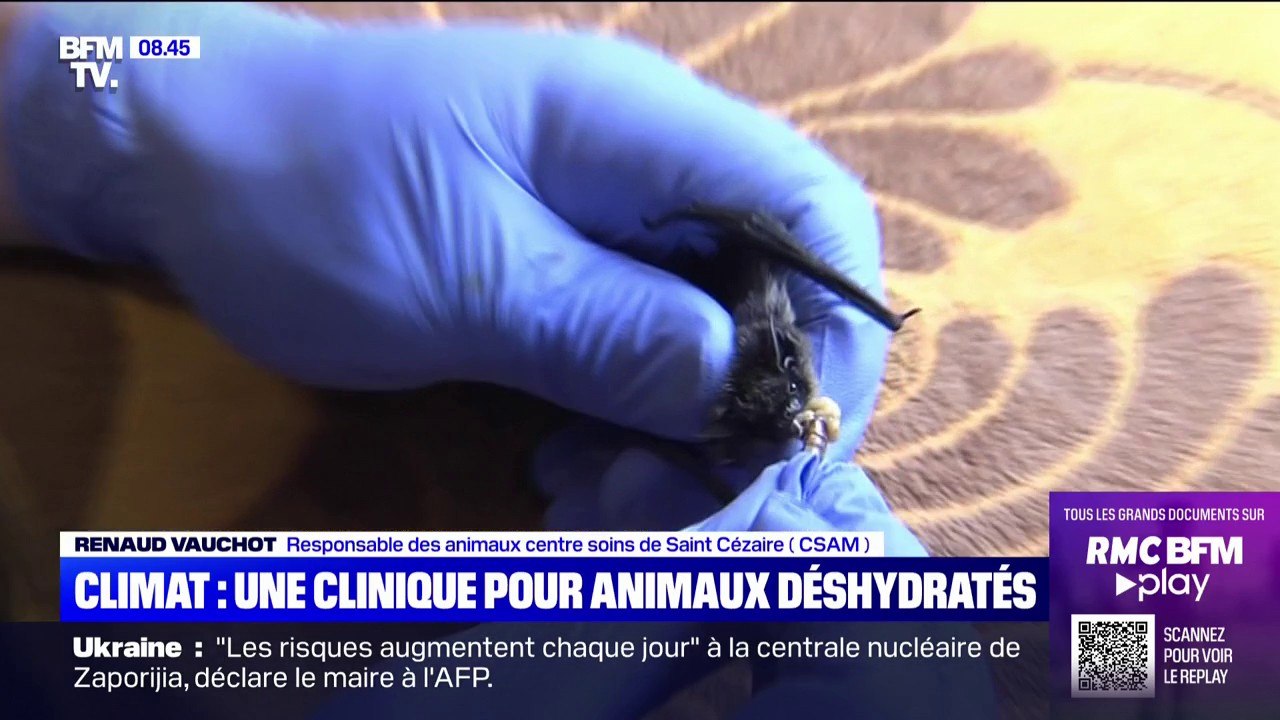 Hérissons, chauves-souris, oiseaux: cette clinique vient en aide aux animaux déshydratés