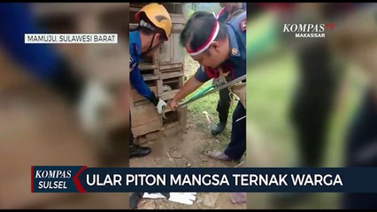 Ular Piton Mangsa Ternak Warga