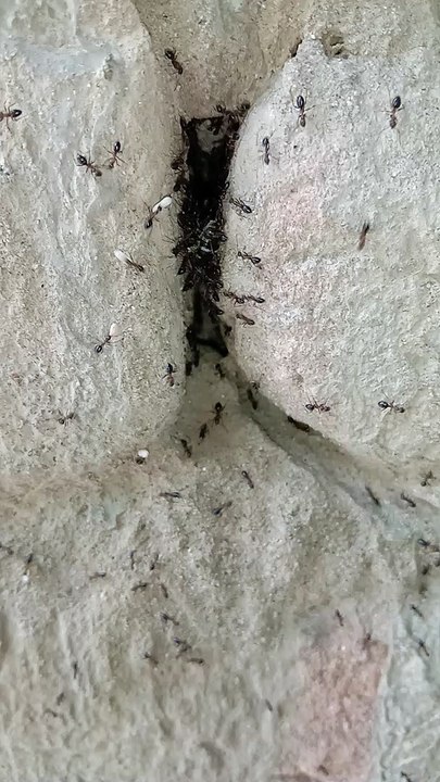 Ants Attack on the bee #attack #bee #ants