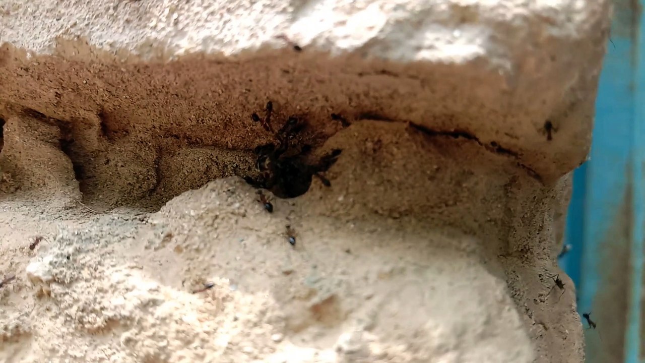 Ants Attack on the bee #attack #bee #ants