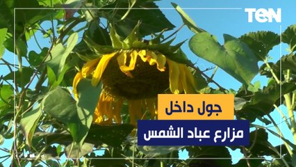 يستخرج منه أجود أنواع الزيوت ومتعدد المزايا.. كاميرا TeN داخل إحدى مزارع عباد الشمس
