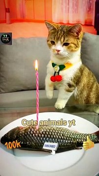 Very Awesome Cat Happy Birthday celebration Eating Fish | Cute Animals Video