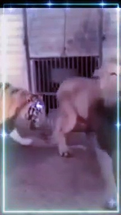 Tiger  VS Lion  Fighting Moments _Tiger VS Lion  King Fight Video