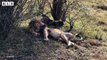 Abandoned! Weak Old Lion and What Happen Next for King Lion - Animal Documentary   Wildlife Secrets