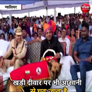 ग्वालियर :15 फीट ऊंची दीवार पलक झपकते कूद लेता है ये डॉग