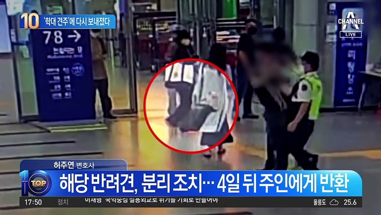 바닥으로 던져진 강아지…‘학대 견주’에 다시 보내졌다