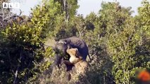 Injured Elephant after Attacked and What Happen Next in Nature-Animal Documentary   Wildlife Secrets