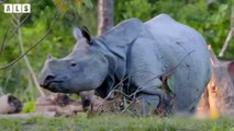 Injured Rhino and What Happen Next in Nature - Nature Documentary   Wildlife Secrets